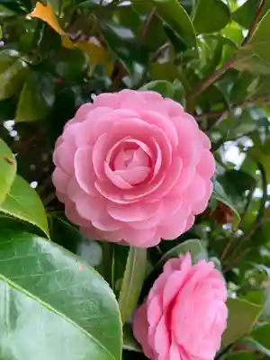 惣社八幡宮の自然