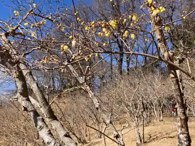 宝登山神社奥宮(埼玉県)
