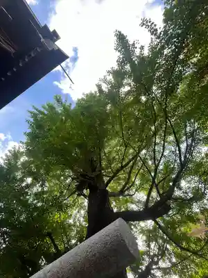朝日氷川神社(埼玉県)