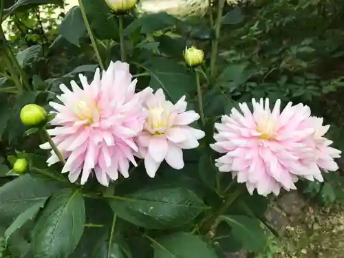岡寺（龍蓋寺）の自然