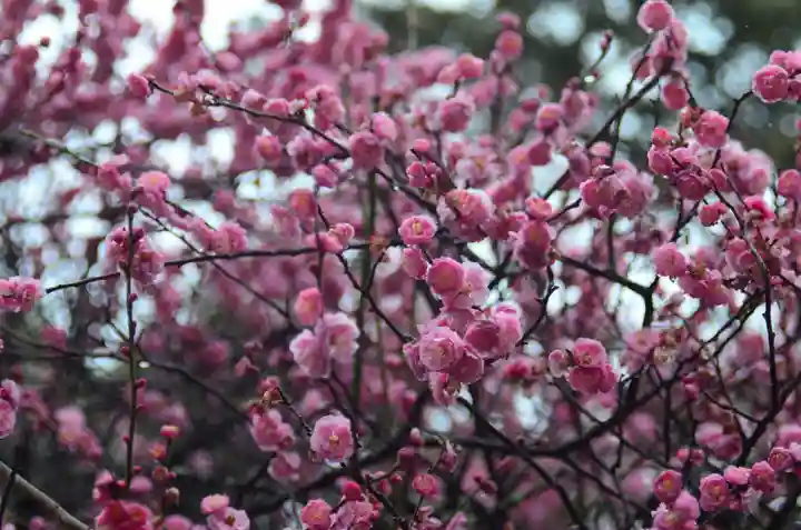 片埜神社(大阪府)