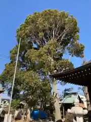 徳延神社の自然