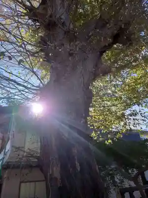 今宮坊(埼玉県)