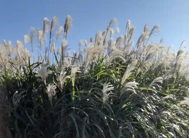 諏訪神社(東京都)