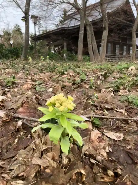 秋田諏訪宮の自然