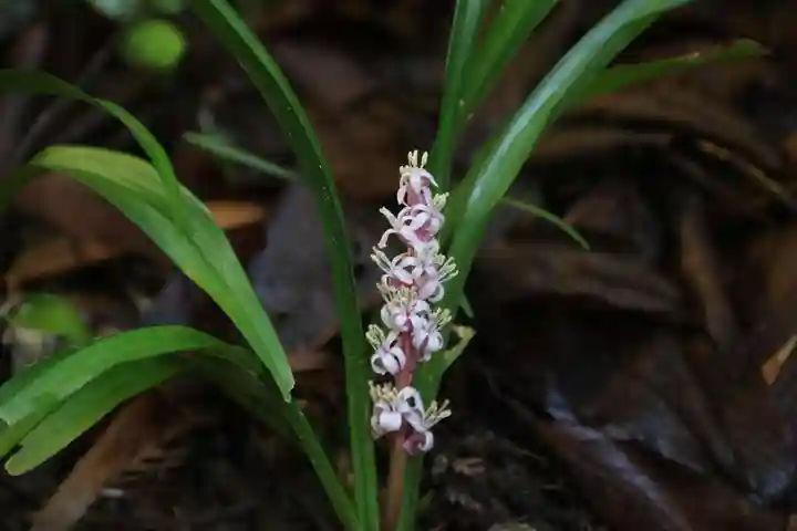 大六天麻王神社の庭園