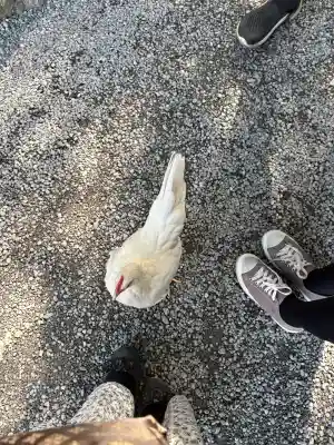 伊勢神宮外宮（豊受大神宮）の{uncategorized: "未分類", other: "その他", undefined: "問題あり", building: "その他建物", grave: "お墓", sacred_gate: "鳥居", guardian: "狛犬", statue: "像", buddha: "仏像", history: "歴史", nature: "自然", garden: "庭園", animal: "動物", pagoda: "塔", temizu: "手水舎", mountain_gate: "山門・神門", sanctuary: "本殿・本堂", subordinate: "末社・摂社", art: "芸術", scenery: "景色", jizo: "地蔵", ema: "絵馬", goshuin: "御朱印", omikuji: "おみくじ", items: "授与品その他", amulet: "お守り", goshuincho: "御朱印帳", eats: "食事", festival: "お祭り", votive_dance: "神楽", shichigosan: "七五三参", wedding: "結婚式", experience: "体験その他", initially: "初詣", around: "周辺", anti_infection: "感染症対策"}