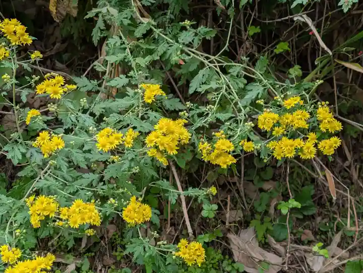 三春大神宮(福島県)