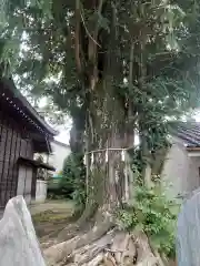 三ヶ島八幡神社(埼玉県)