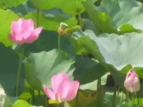 鶴岡八幡宮の自然