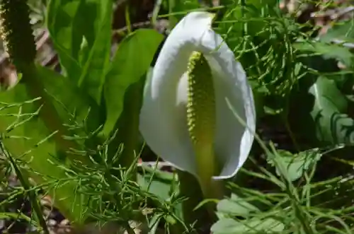 青龍山 吉祥寺(群馬県)