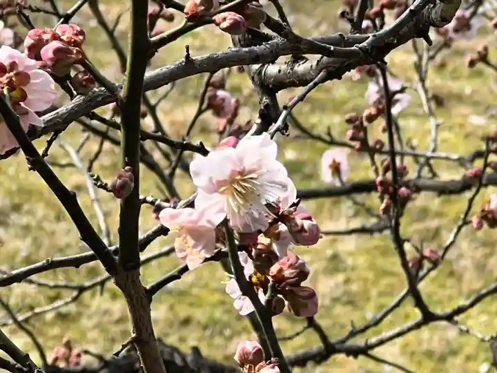 東本願寺(真宗本廟)の自然