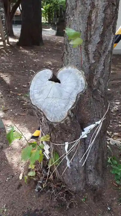 大谷地神社の自然