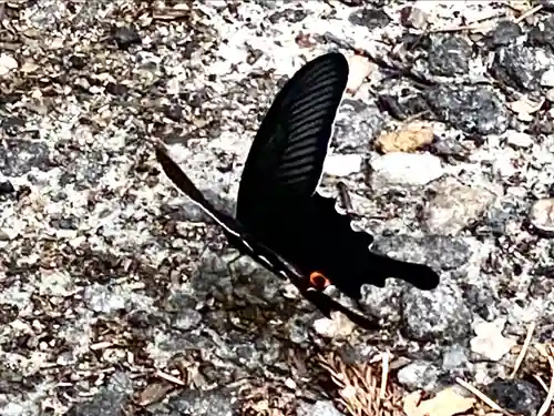 山家神社の自然