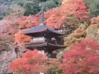 全山紅葉始まっています