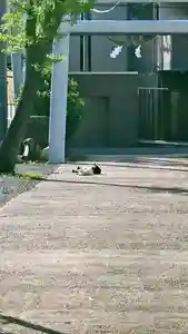 阿邪訶根神社の動物(2021年08月04日(水) 11時16分59秒投稿)