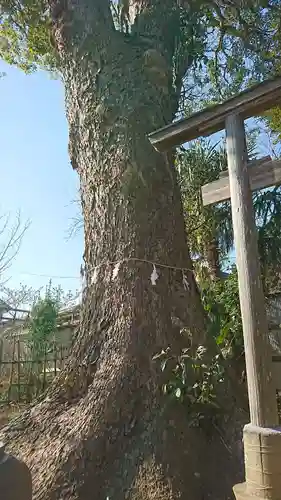 竹駒稲荷神社の自然