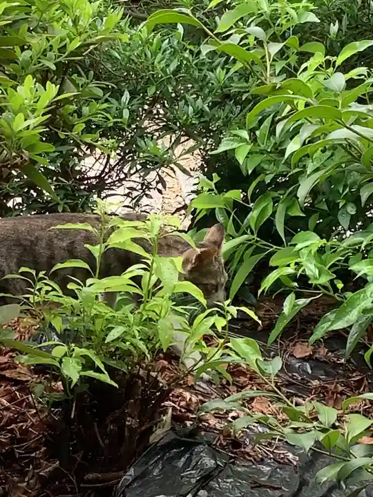 三輪神社の動物