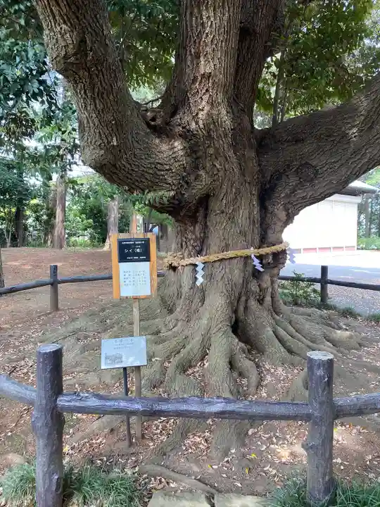 諏訪神社の自然