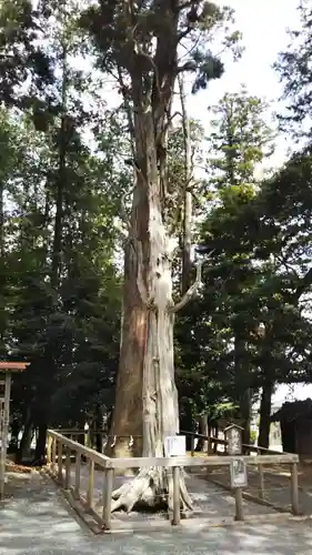 渭伊神社の自然