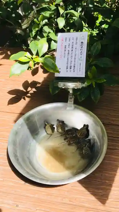 心城院の動物
