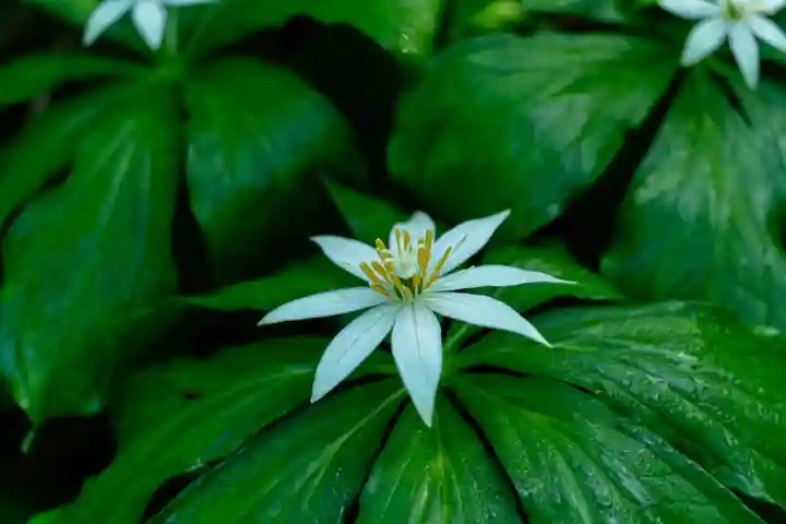 白山比咩神社 奥宮(石川県)