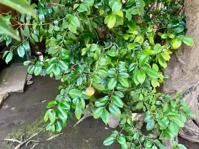 髙福院(東京都)