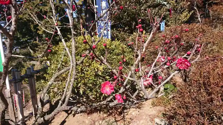 唐澤山神社の自然