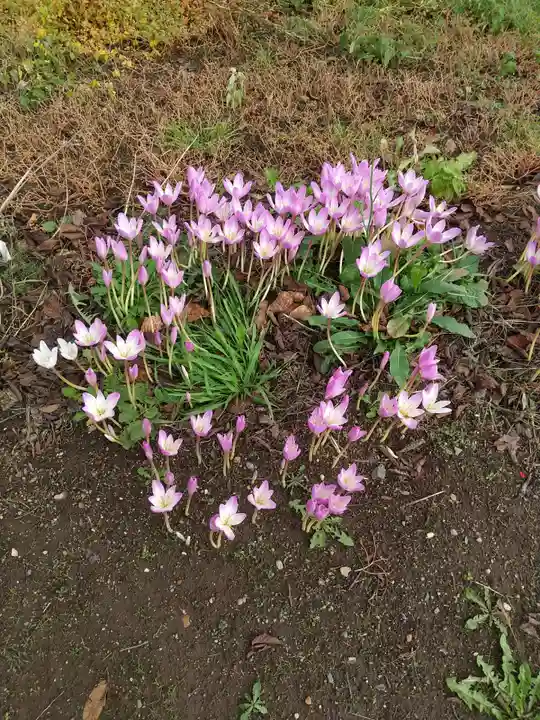 倶知安神社の自然