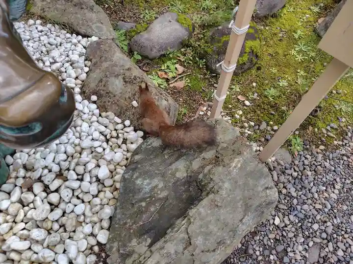 上川神社の動物