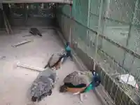 岩槻久伊豆神社の動物