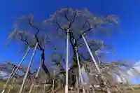 瀧桜神明宮の自然