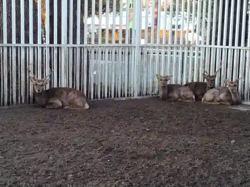 相州春日神社の動物