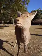 福智院の動物