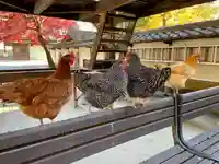 定光寺の動物