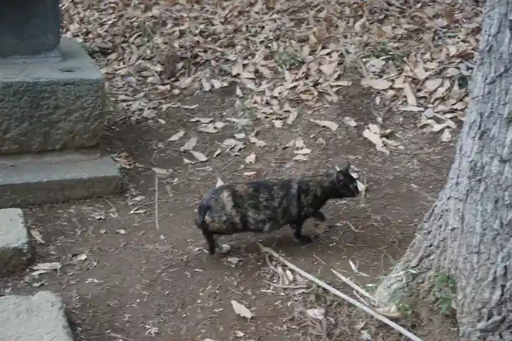 天形星神社の動物