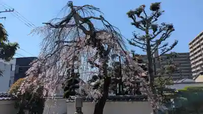 大法寺(愛媛県)