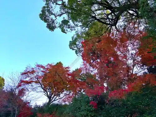 吸湖山　青岸寺の自然