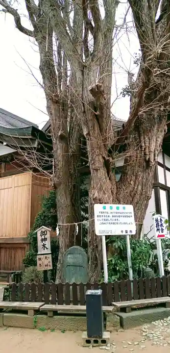 登渡神社の自然