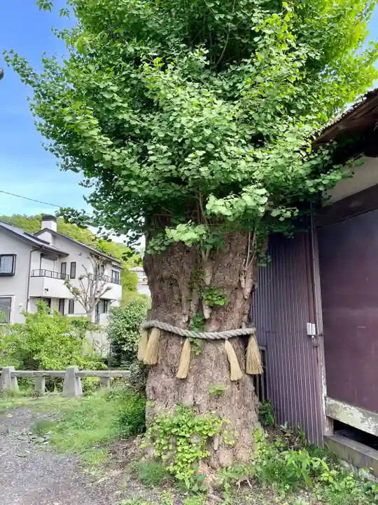 蛭子神社の自然