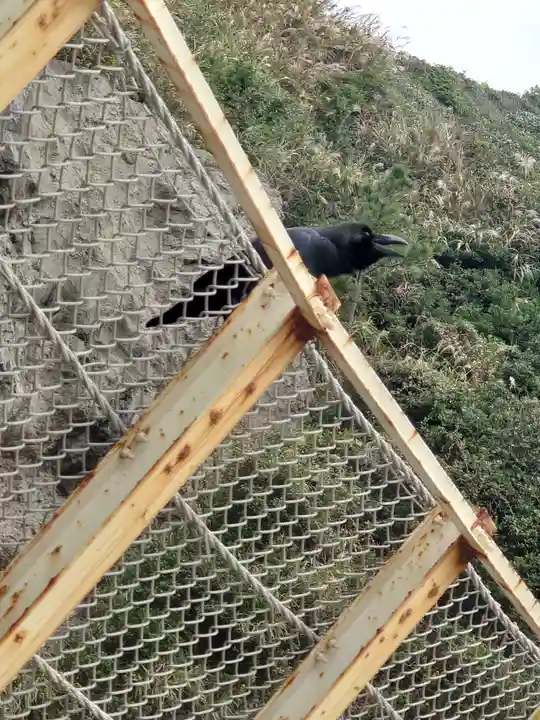 江島神社の動物