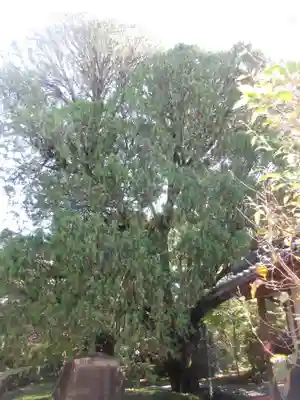 祥應寺(東京都)