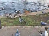 寛永寺不忍池弁天堂の動物