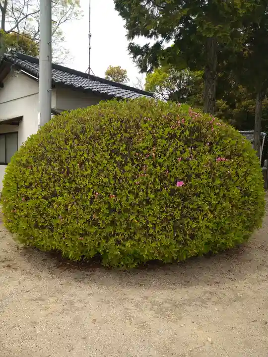 柏島神社の自然