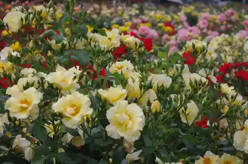 武州与野天祖神社の自然