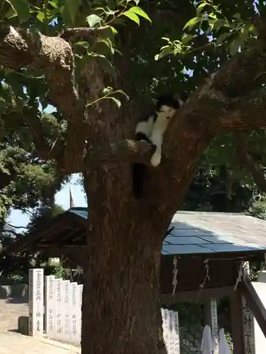王子神社の動物