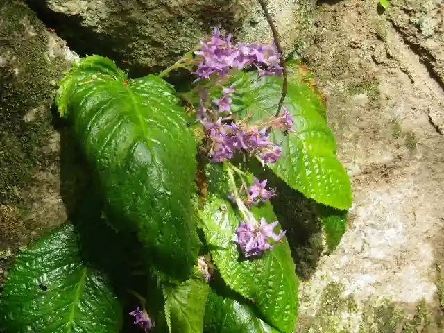 荏柄天神社の自然