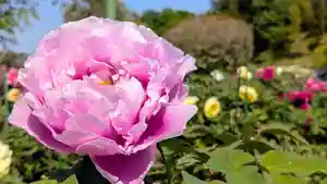 金蛇水神社(宮城県)(2025年05月09日(金) 09時45分11秒投稿)