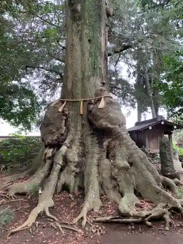 沓掛香取神社の自然