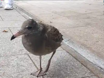 蕪嶋神社(青森県)